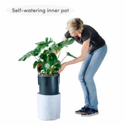 My City Plants Dracaena Lisa Trendcover 32 - Light Gray Extra Large Plants 5' - 8'