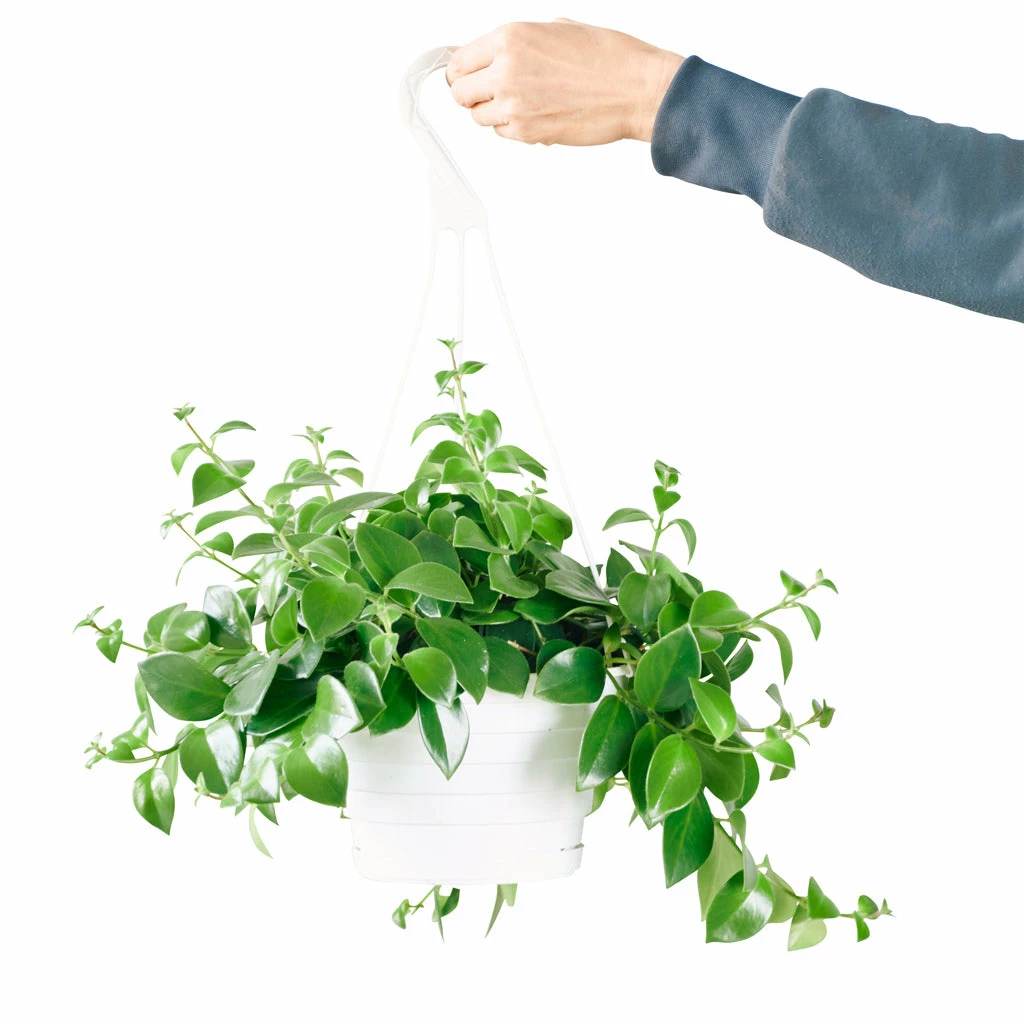 My City Plants Aeschynanthus In Nursery Hanging Basket Plants In Nursery Pots 3 My City Plants Aeschynanthus In Nursery Hanging Basket Plants In Nursery Pots