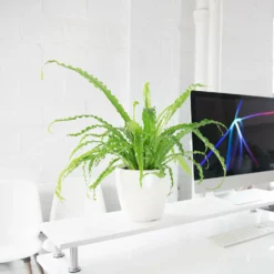 My City Plants Medium/Small Plants 1' - 2' Bird's Nest Fern White Classico Mini