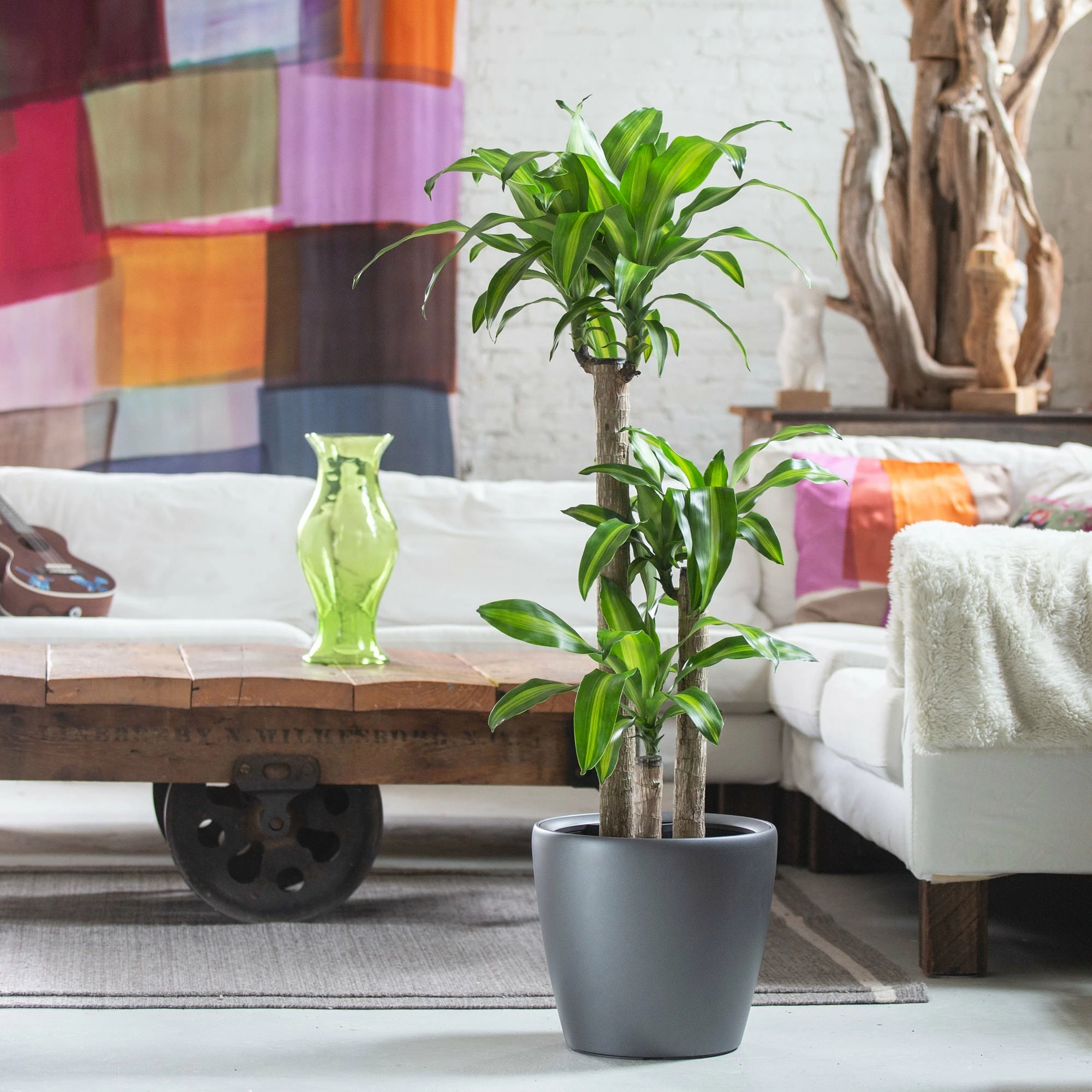 My City Plants Corn Plant Classico Charcoal Metallic Large Plants 3' - 5' 3 My City Plants Corn Plant Classico Charcoal Metallic Large Plants 3' - 5'