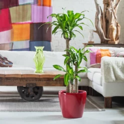 My City Plants Large Plants 3' - 5' Corn Plant Classico - Red