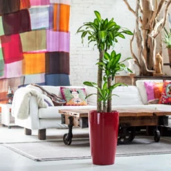 My City Plants Corn Plant Rondo - Red Large Plants 3' - 5'