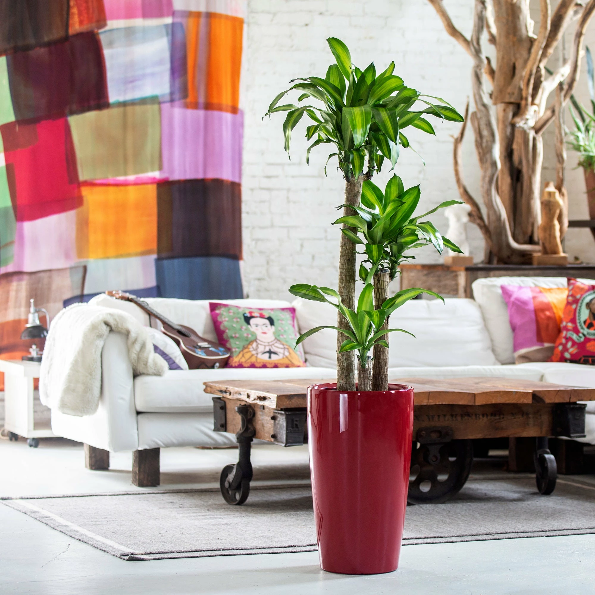 My City Plants Corn Plant Rondo - Red Large Plants 3' - 5' 3 My City Plants Corn Plant Rondo - Red Large Plants 3' - 5'