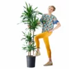 My City Plants Dracaena Rikki In 10" Nursery Pot