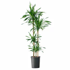 My City Plants Dracaena Rikki In 10" Nursery Pot