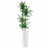 My City Plants Extra Large Plants 5' - 8' Dracaena Rikki Rondo - White