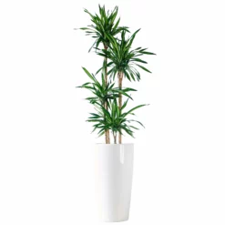 My City Plants Extra Large Plants 5' - 8' Dracaena Rikki Rondo - White