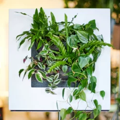 Belgium Wall Planters LIVE FRAME PLANTER WITHOUT PLANTS - White