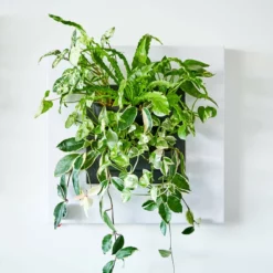Belgium Wall Planters LIVE FRAME PLANTER WITHOUT PLANTS - White