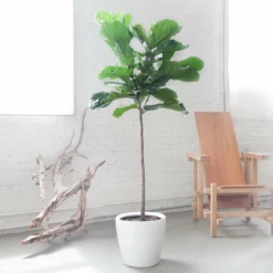 My City Plants Fiddle Leaf Fig Tree Classico Extra Large Plants 5' - 8'