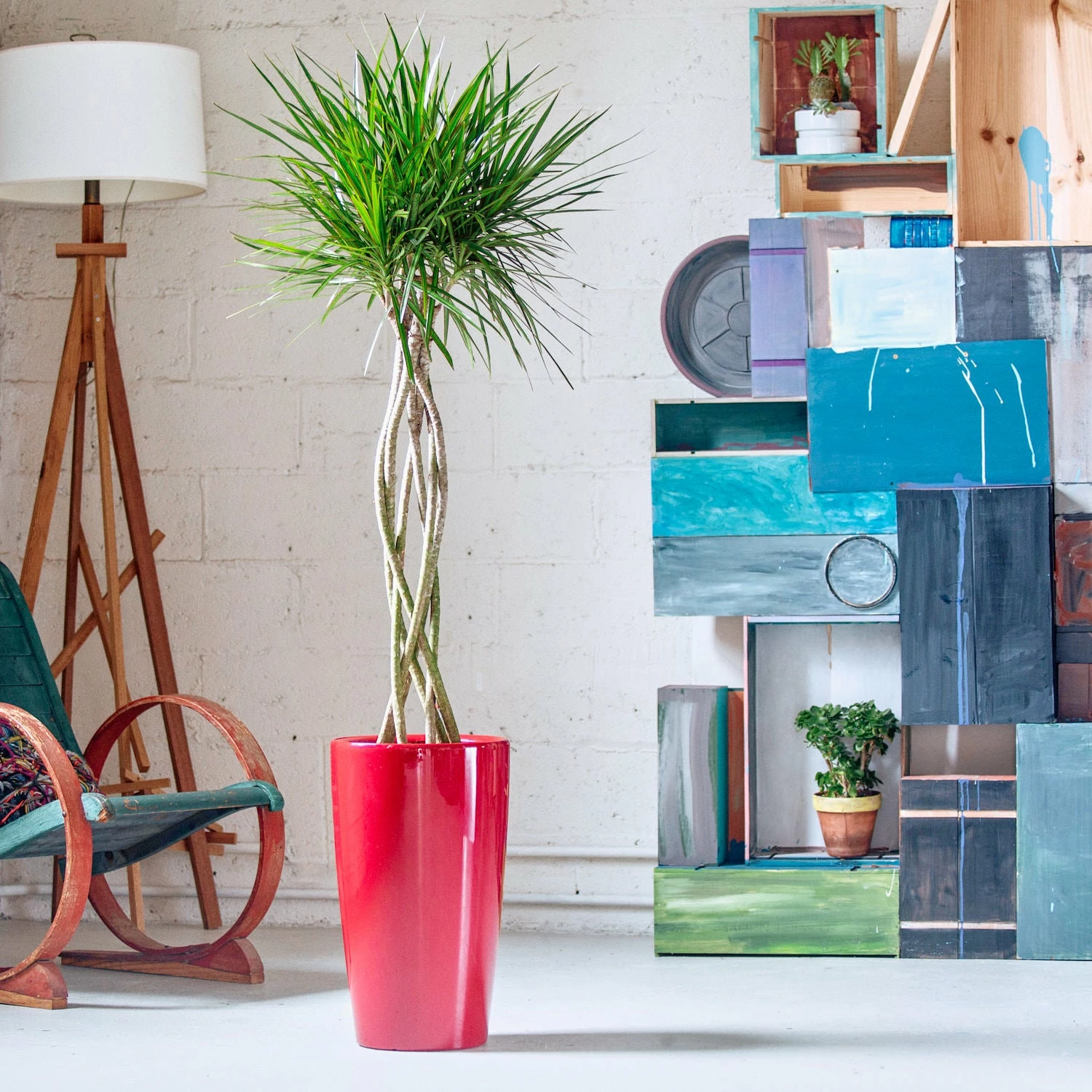 My City Plants Large Plants 3' - 5' Dracaena Marginata Open Weave Braid Rondo Red 3 My City Plants Large Plants 3' - 5' Dracaena Marginata Open Weave Braid Rondo Red