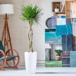 My City Plants Sales Store 18 My City Plants Dracaena Marginata Open Weave Braid Rondo White Large Plants 3' - 5'