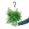 My City Plants Medium/Small Plants 1' - 2' Nematanthus In Nursery Hanging Basket