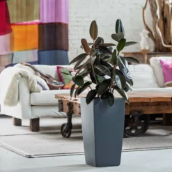 My City Plants Rubber Plant Bush Cubico - Slate Large Plants 3' - 5'