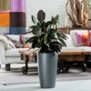 My City Plants Large Plants 3' - 5' Rubber Plant Bush Rondo - Charcoal Metallic