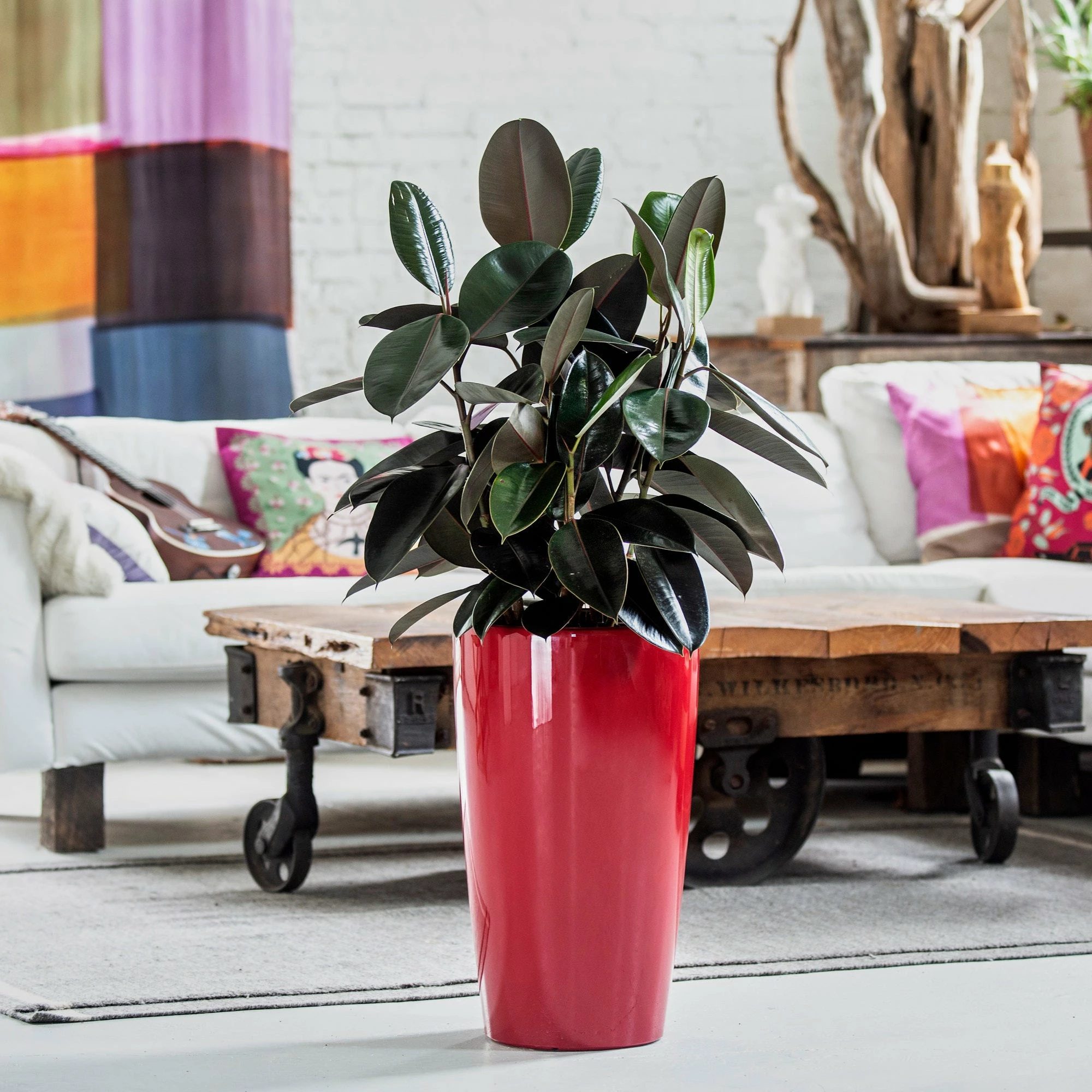 My City Plants Rubber Plant Bush Rondo - Red Large Plants 3' - 5' 3 My City Plants Rubber Plant Bush Rondo - Red Large Plants 3' - 5'