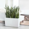 My City Plants Sansevieria Cararo White 2 My City Plants Sansevieria Cararo White