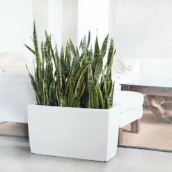 My City Plants Sansevieria Cararo White