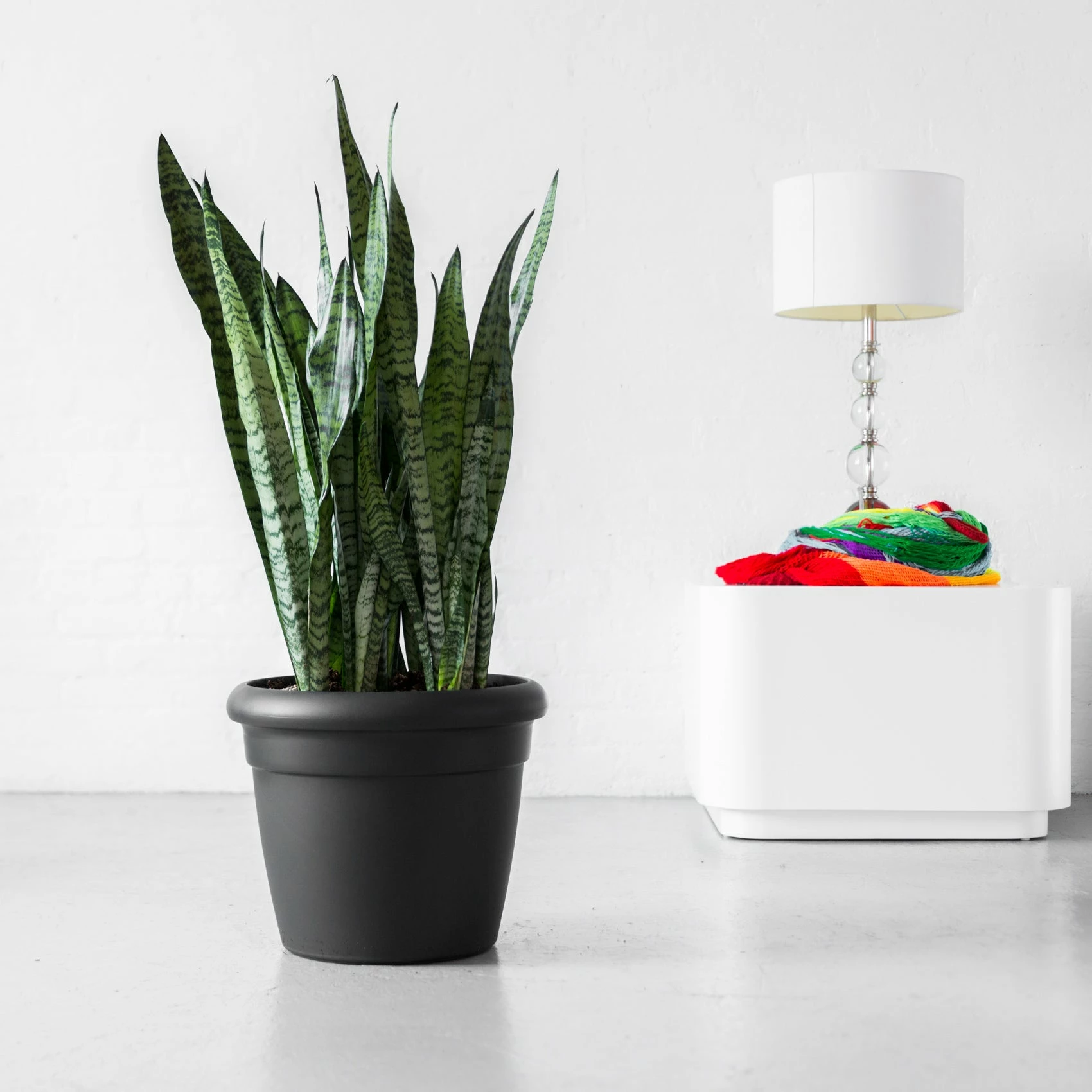 My City Plants Sansevieria Rustico Graphite Black Low Light Plants 3 My City Plants Sansevieria Rustico Graphite Black Low Light Plants