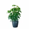 My City Plants Schefflera Amate Classico 50 - Charcoal Metallic Extra Large Plants 5' - 8' 1 My City Plants Schefflera Amate Classico 50 - Charcoal Metallic Extra Large Plants 5' - 8'