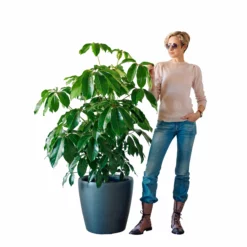My City Plants Schefflera Amate Classico 50 - Charcoal Metallic Extra Large Plants 5' - 8'