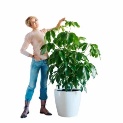 My City Plants Schefflera Amate Classico 50 - White