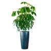 My City Plants Schefflera Amate Rondo 40 - Charcoal Metallic Extra Large Plants 5' - 8'