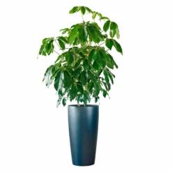 My City Plants Schefflera Amate Rondo 40 - Charcoal Metallic Extra Large Plants 5' - 8'