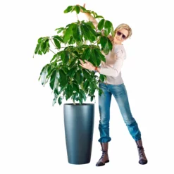 My City Plants Schefflera Amate Rondo 40 - Charcoal Metallic Extra Large Plants 5' - 8'