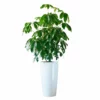 My City Plants Extra Large Plants 5' - 8' Schefflera Amate Rondo 40 - White