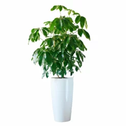 My City Plants Extra Large Plants 5' - 8' Schefflera Amate Rondo 40 - White
