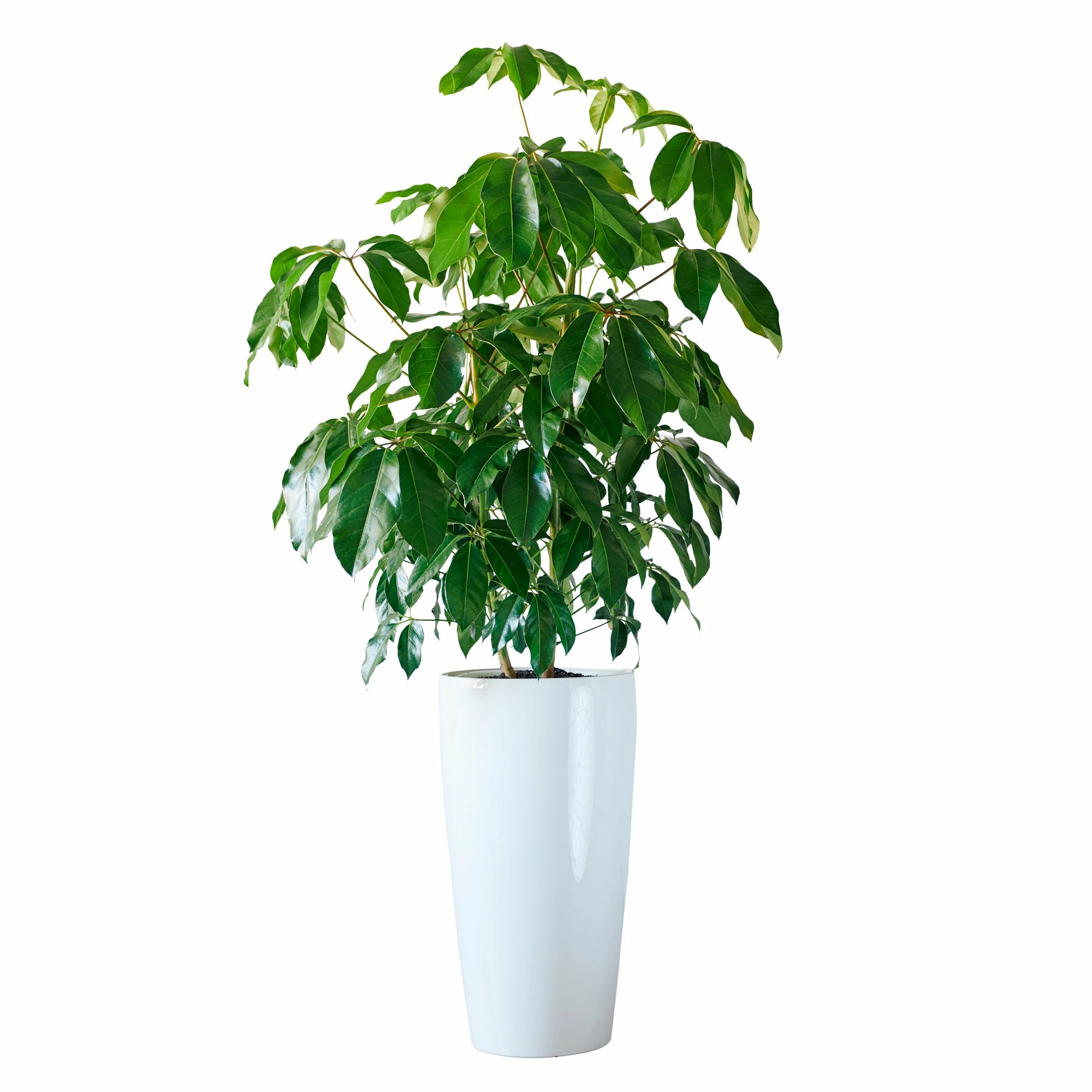 My City Plants Extra Large Plants 5' - 8' Schefflera Amate Rondo 40 - White 3 My City Plants Extra Large Plants 5' - 8' Schefflera Amate Rondo 40 - White