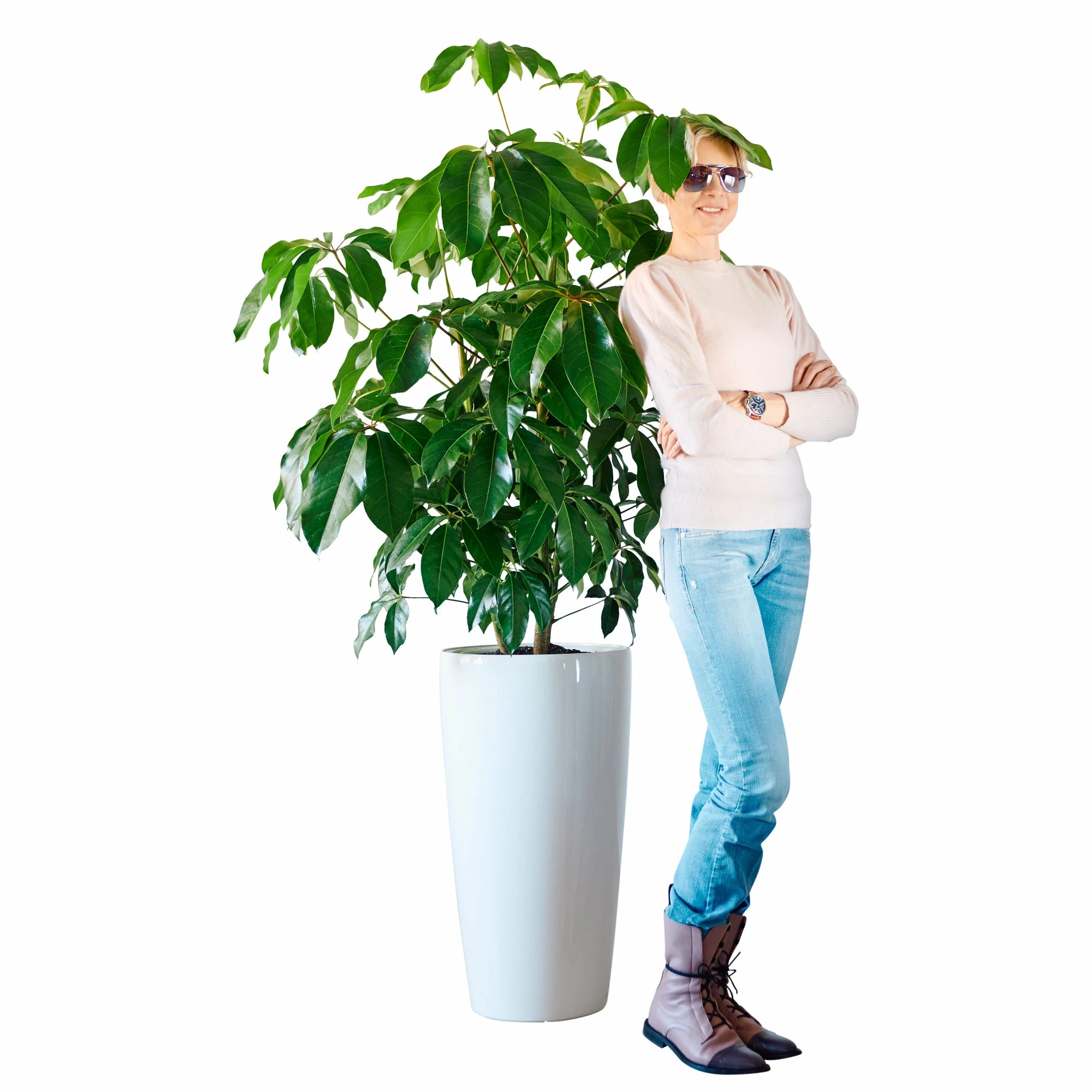 My City Plants Extra Large Plants 5' - 8' Schefflera Amate Rondo 40 - White 4 My City Plants Extra Large Plants 5' - 8' Schefflera Amate Rondo 40 - White