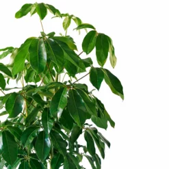 My City Plants Extra Large Plants 5' - 8' Schefflera Amate Rondo 40 - White 7 My City Plants Extra Large Plants 5' - 8' Schefflera Amate Rondo 40 - White