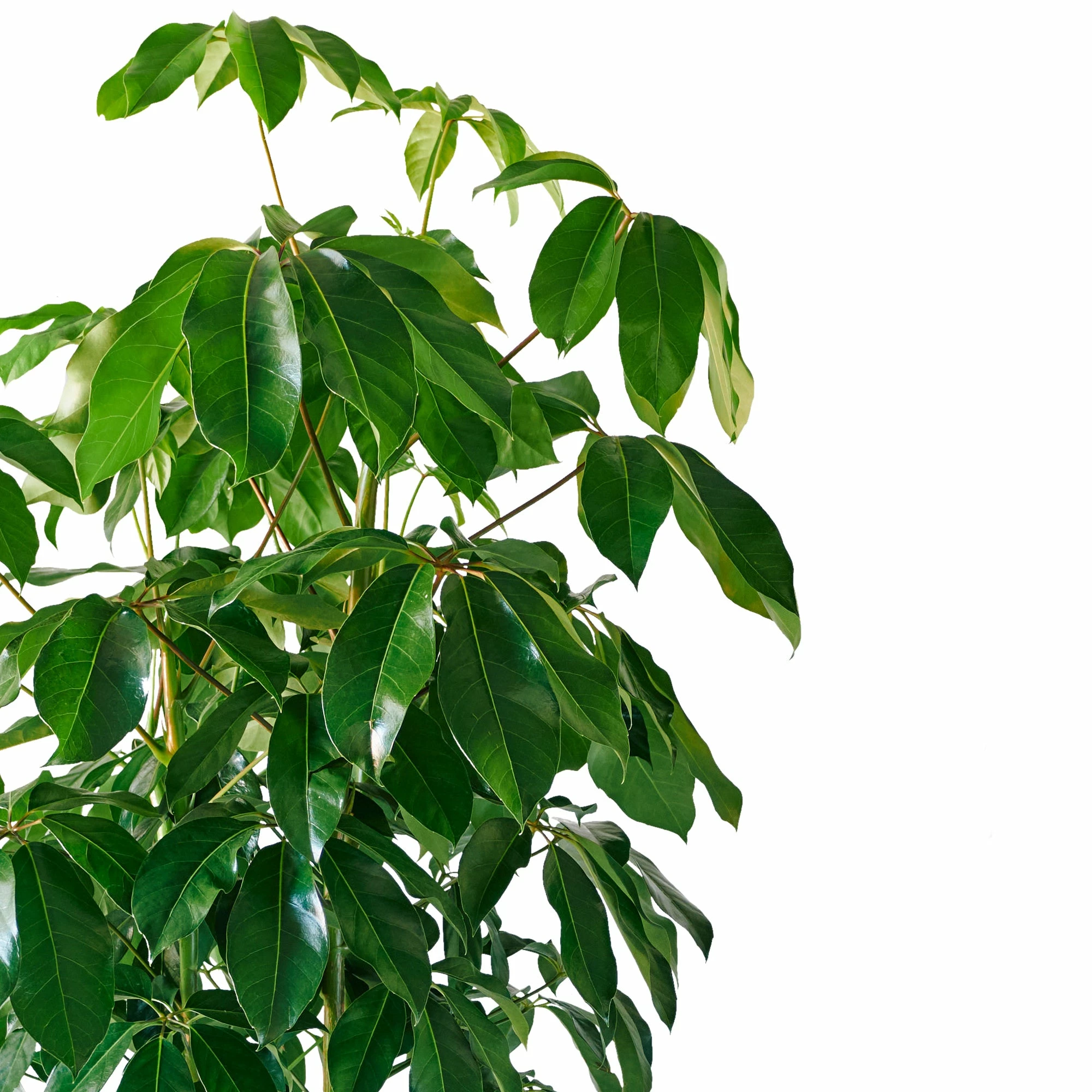 My City Plants Extra Large Plants 5' - 8' Schefflera Amate Rondo 40 - White 5 My City Plants Extra Large Plants 5' - 8' Schefflera Amate Rondo 40 - White