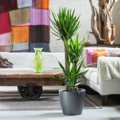 My City Plants Large Plants 3' - 5' Yucca Plant Classico - Charcoal Metallic