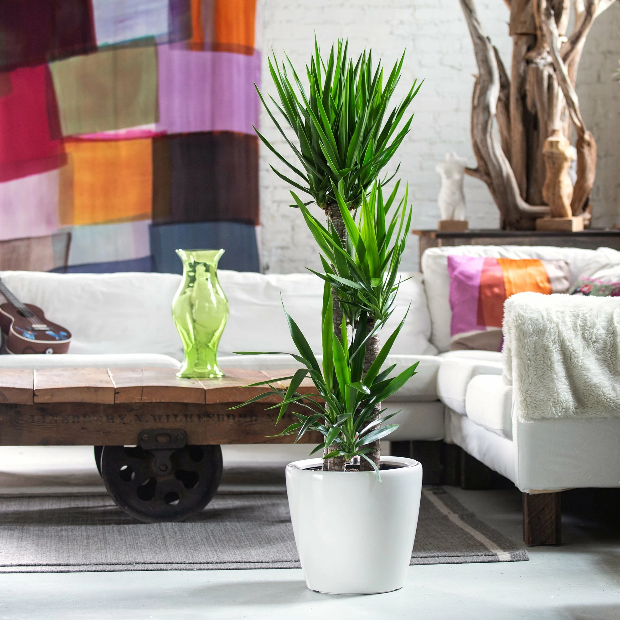 My City Plants Yucca Plant Classico - White 3 My City Plants Yucca Plant Classico - White