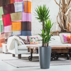 My City Plants Large Plants 3' - 5' Yucca Plant Rondo - Charcoal Metallic