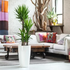 My City Plants Large Plants 3' - 5' Yucca Plant Rondo - White