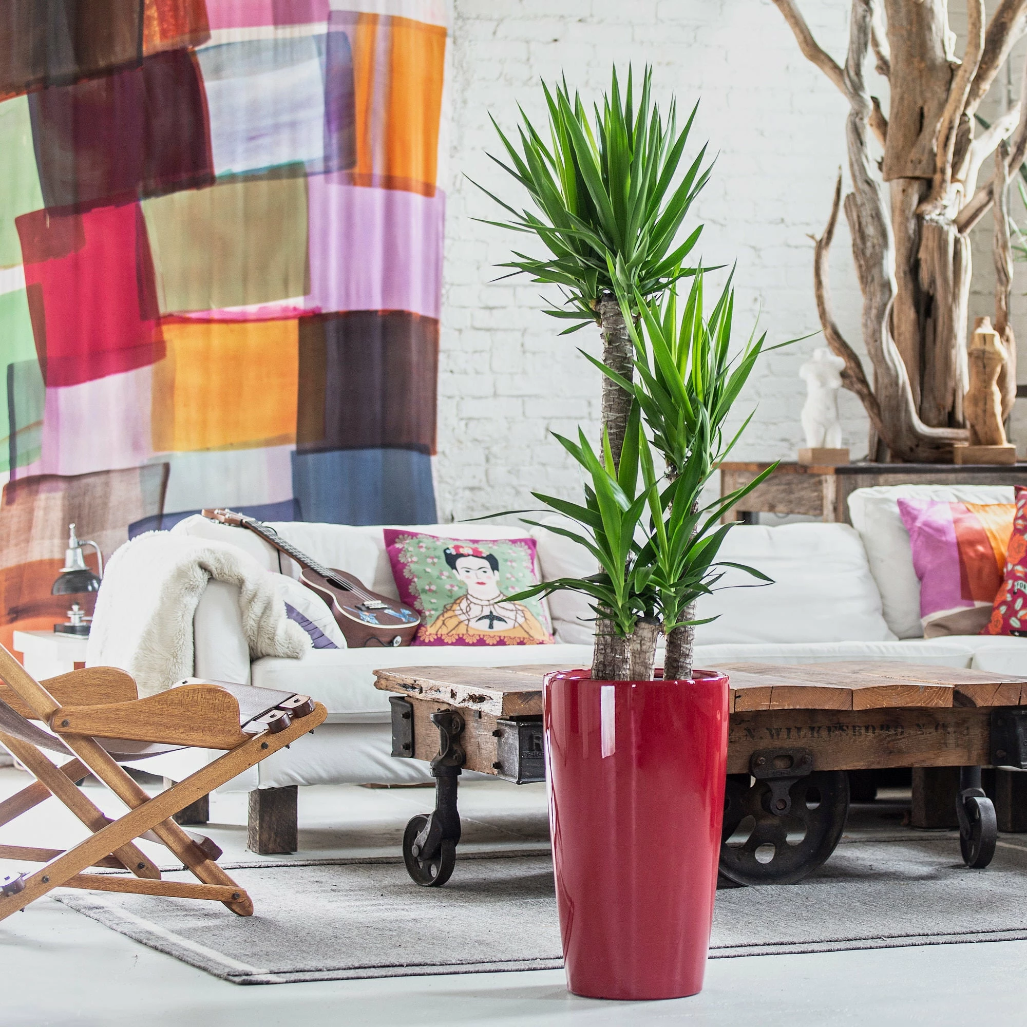 My City Plants Large Plants 3' - 5' Yucca Plant Rondo - Red 3 My City Plants Large Plants 3' - 5' Yucca Plant Rondo - Red