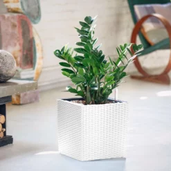 My City Plants ZZ Plant Cube Cottage - White Low Light Plants