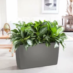 My City Plants Aglaonema Cararo Charcoal Metallic