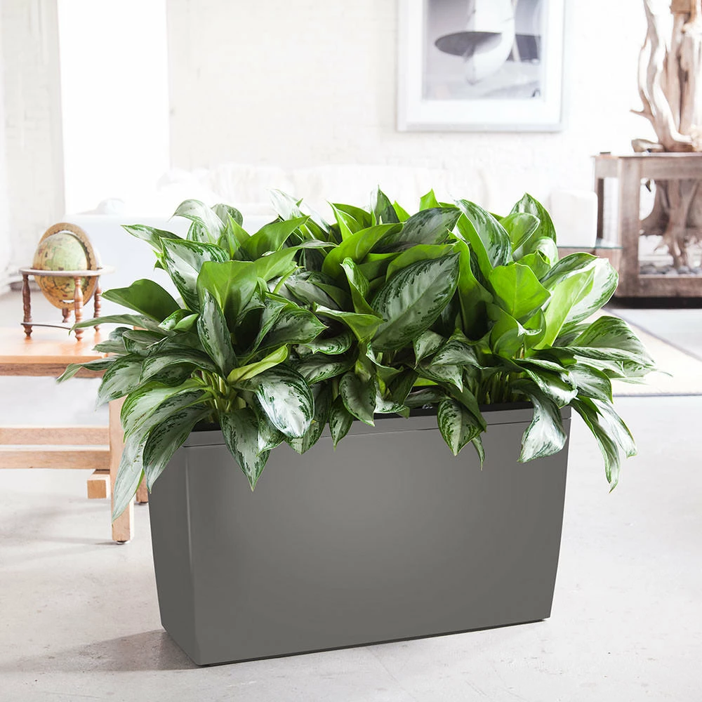My City Plants Aglaonema Cararo Charcoal Metallic 3 My City Plants Aglaonema Cararo Charcoal Metallic