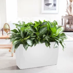 My City Plants Aglaonema Cararo White Large Plants 3' - 5'