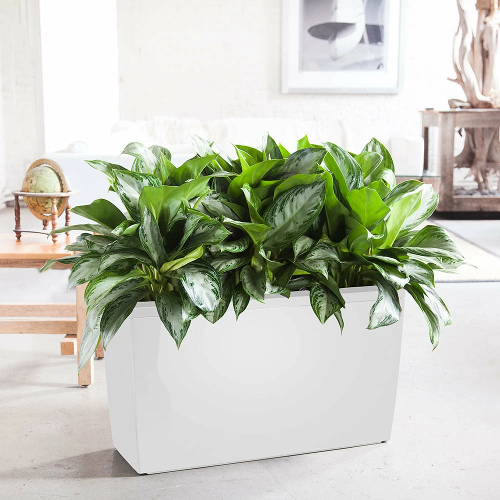 My City Plants Aglaonema Cararo White Large Plants 3' - 5' 3 My City Plants Aglaonema Cararo White Large Plants 3' - 5'