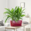 My City Plants Medium/Small Plants 1' - 2' Aglaonema Cutlass Windowsill Red 1 My City Plants Medium/Small Plants 1' - 2' Aglaonema Cutlass Windowsill Red