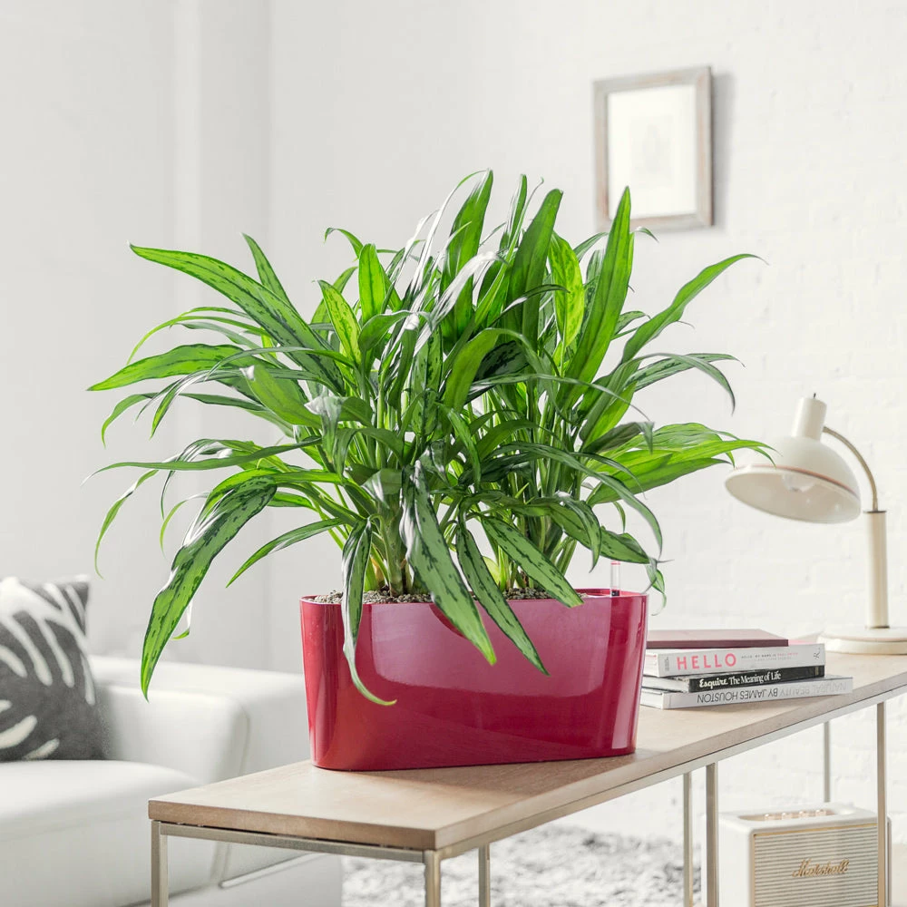 My City Plants Medium/Small Plants 1' - 2' Aglaonema Cutlass Windowsill Red 3 My City Plants Medium/Small Plants 1' - 2' Aglaonema Cutlass Windowsill Red