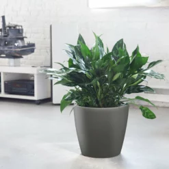 My City Plants Large Plants 3' - 5' Aglaonema Classico Charcoal Metallic