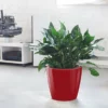 My City Plants Aglaonema Classico Red Large Plants 3' - 5'