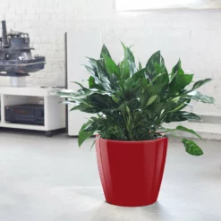 My City Plants Aglaonema Classico Red Large Plants 3' - 5'